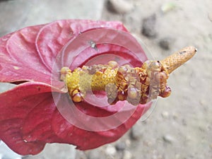 Bellissimo fiore semi 