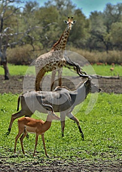 Beautiful antilope in the nature habitat