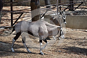 Beautiful Antilope Oryx in a special pen in the zoo of the city of Gelendzhik
