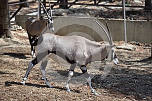 Beautiful Antilope Oryx in a special pen in the zoo of the city of Gelendzhik