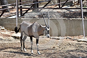 Beautiful Antilope Oryx in a special pen in the zoo of the city of Gelendzhik