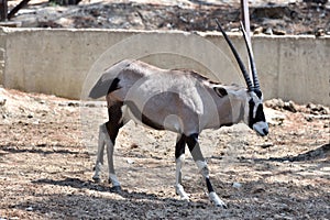 Beautiful Antilope Oryx in a special pen in the zoo of the city of Gelendzhik