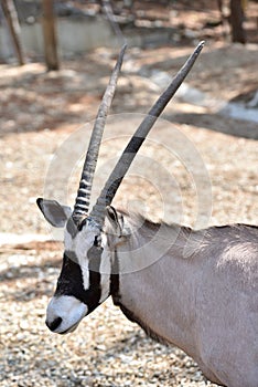 Beautiful Antilope Oryx in a special pen in the zoo of the city of Gelendzhik