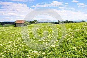 beautiful Apiaceae flower landscape photo