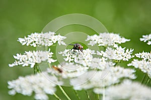 beautiful Apiaceae flower outdoors photo