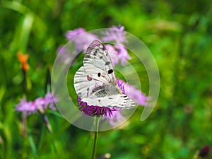 Beautiful Apollo Butterfly - Parnassius apollo, rests on a flower on a green grass background. Copy space