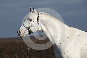 Beautiful appallosa stallion with western halter