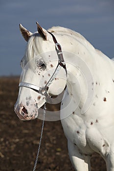 Beautiful appallosa stallion with western halter