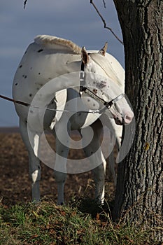 Beautiful appallosa stallion with western halter