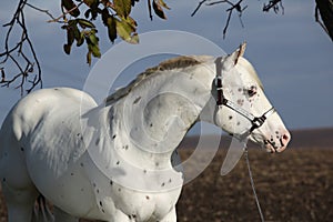 Beautiful appallosa stallion with western halter