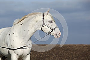 Beautiful appallosa stallion with western halter