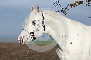 Beautiful appallosa stallion with western halter