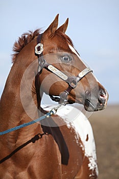 Beautiful appallosa stallion with western halter