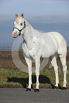 Beautiful appallosa stallion with western halter