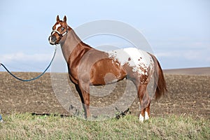 Beautiful appallosa stallion with western halter photo