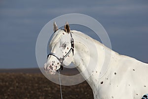 Beautiful appallosa stallion with western halter photo