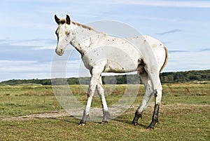 Beautiful appaloosa foal