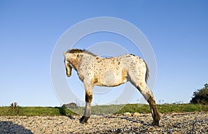 Beautiful appaloosa foal