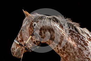 Beautiful appaloosa stallion with attractive coloring on black background