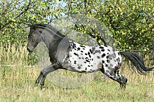 Beautiful appaloosa stallion running in autumn