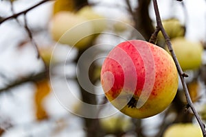 Beautiful apple on apple tree, autumn harvest time. close up