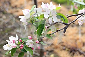 Beautiful Apple Blossom