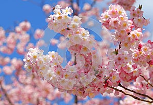Beautiful apple blossom in springtime
