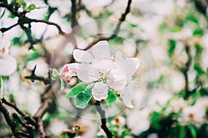 Beautiful apple blossom with sun glare, springtime. Toned