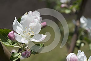 Beautiful apple blossoms in spring