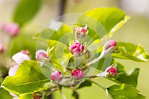 Beautiful Apple Blossum