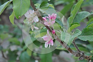 Hermoso manzana en tierra agricola 