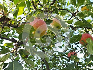 Beautiful apple orchad background. Amazing summer and autumn scenery with a lot of fresh fruits for healthy life.