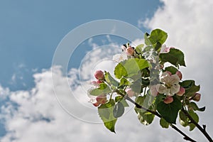 A beautiful apple tree blooming with white and pink flowers against a spring blue sky.