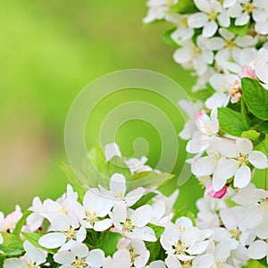 Beautiful apple tree blossoms in early spring