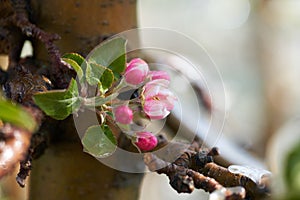 Beautiful Apple Tree Flower blossom in Spring. Closeup view