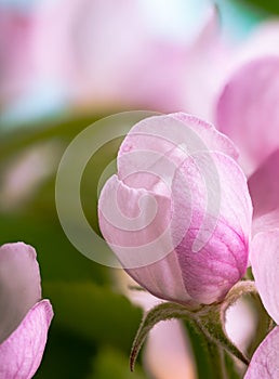 Beautiful Apple Tree Flower Bud