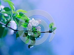 Beautiful apple-tree flowers