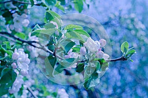 Beautiful apple-tree flowers