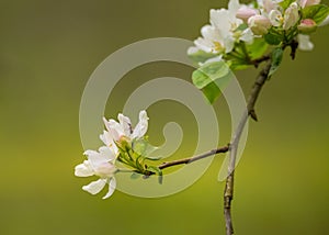 A beautiful apple tree flowers on the branches of an old tree. Spring sceney of abandoned orchards.