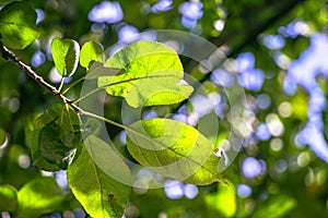 Beautiful apple tree leaves, illuminated by the rays of the sun photo