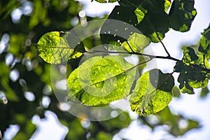 Beautiful apple tree leaves, illuminated by the rays of the sun photo