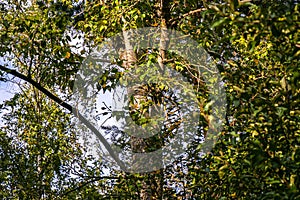 Beautiful apple tree leaves, illuminated by the rays of the sun photo
