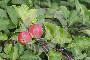 Beautiful apples ripen on the branch.