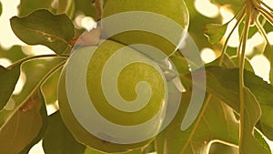 Beautiful apples ripen on a branch in the rays of the sun. close-up. Apples on the tree. Green apples on the tree