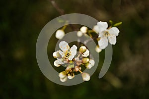 Beautiful apricot blossom close up in garden. Branch of blooming fruit tree flowers in spring on blurred background