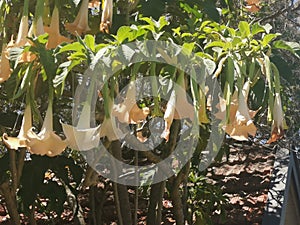 Beautiful apricot coloured brugmansia flowers and foliage on sunny day