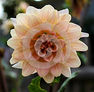 Beautiful apricot dahlia close up in garden