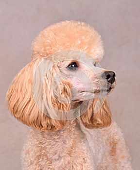 Beautiful apricot poodle