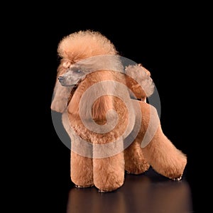 Beautiful apricot toy poodle