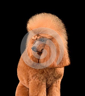 Beautiful apricot toy poodle